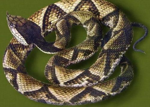 水族毒蛇爆料视频大全,惊心动魄的爆料视频大全  第2张