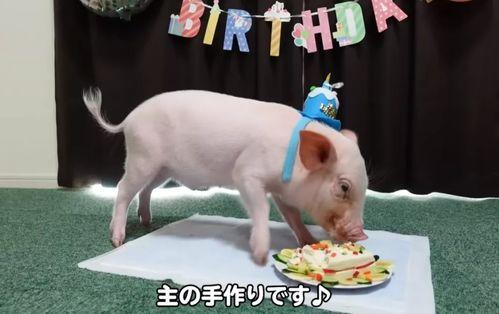 深圳网友爆料小猪视频,小猪视频引发热议，真相究竟如何？  第3张